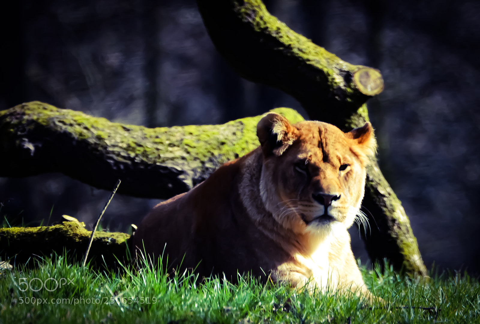 Nikon D3200 sample photo. Relax photography