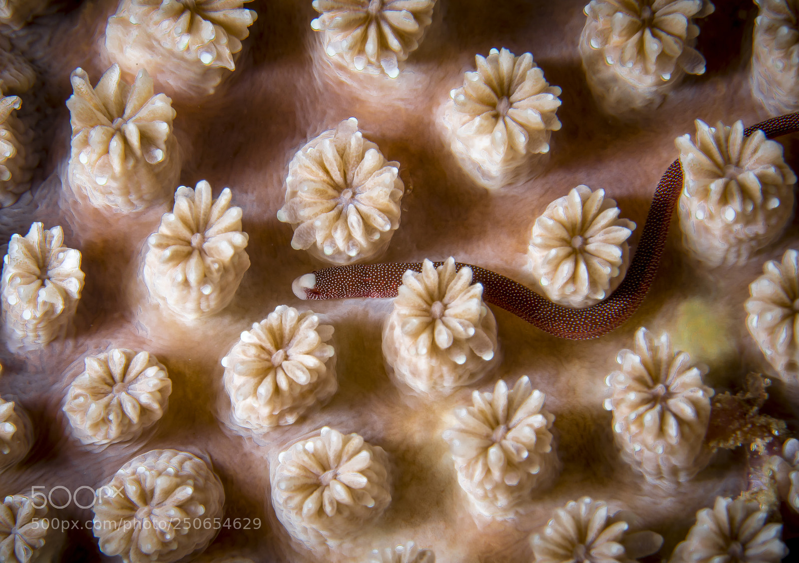 Canon EOS 5D Mark IV sample photo. Pug-headed pipefish photography
