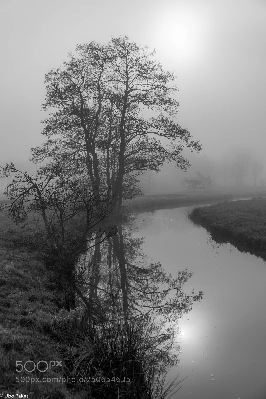 Sony a6300 sample photo. Mirror trees photography