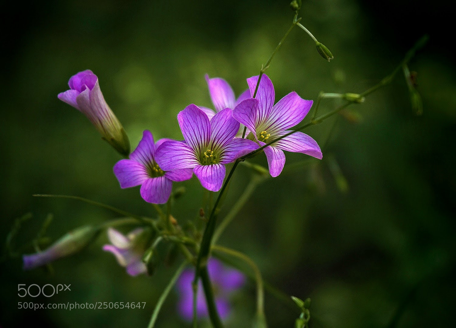 Sony a6000 sample photo. Romantic spring photography