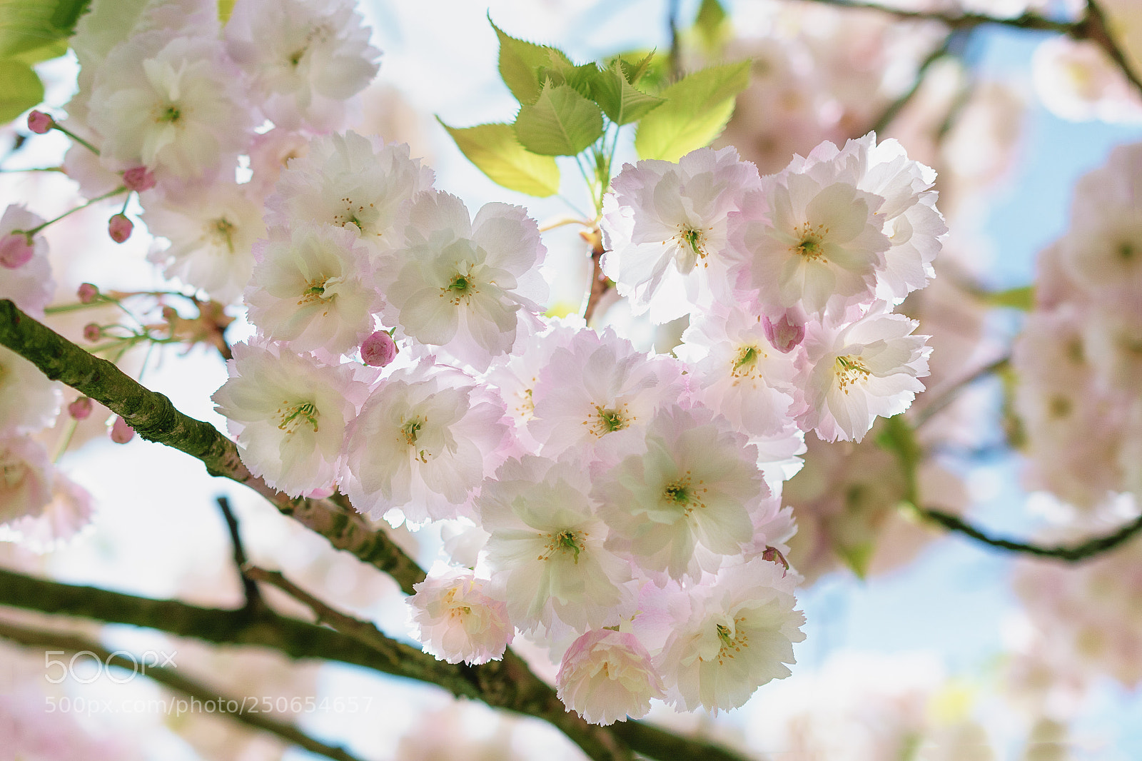 Nikon D7100 sample photo. Flowers of the cherry photography