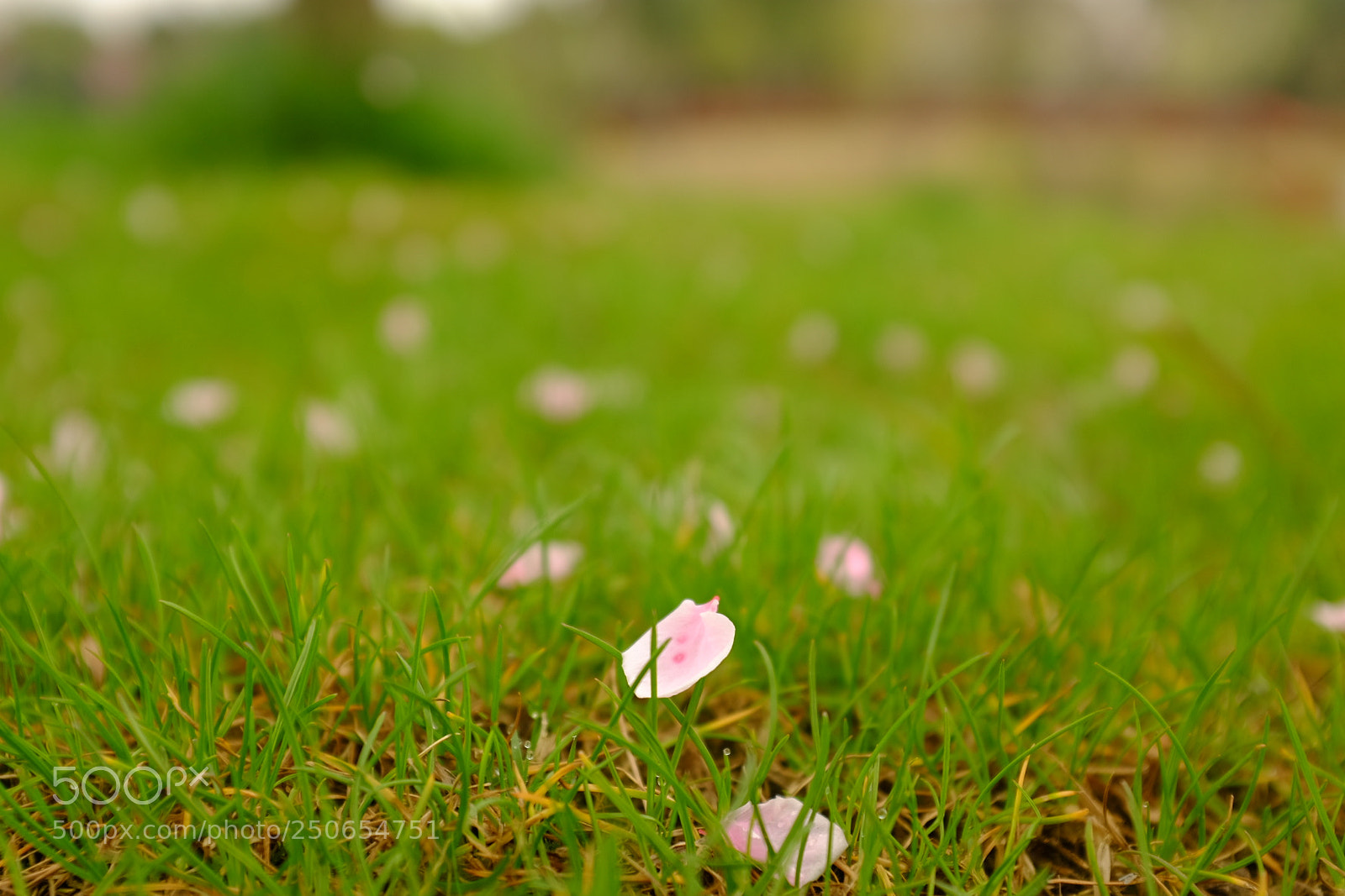 Fujifilm X100T sample photo. Spring photography