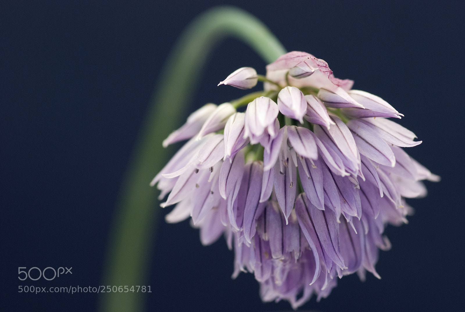 Nikon D80 sample photo. Chive photography