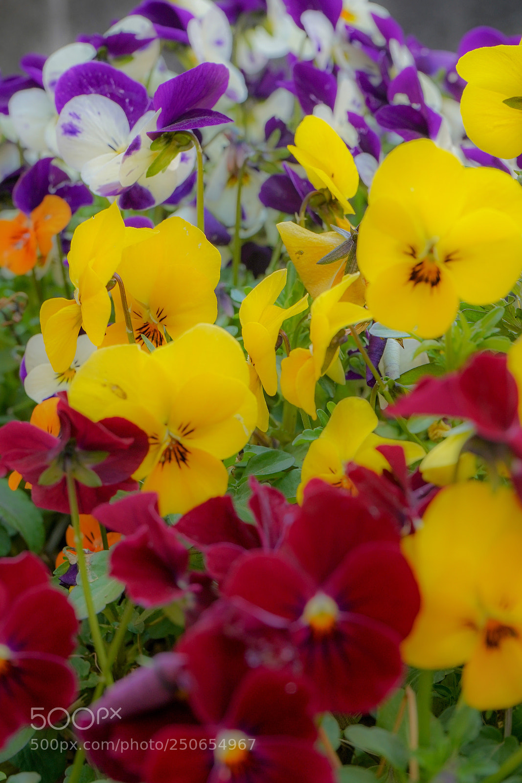 Sony a7 III sample photo. Flowers photography