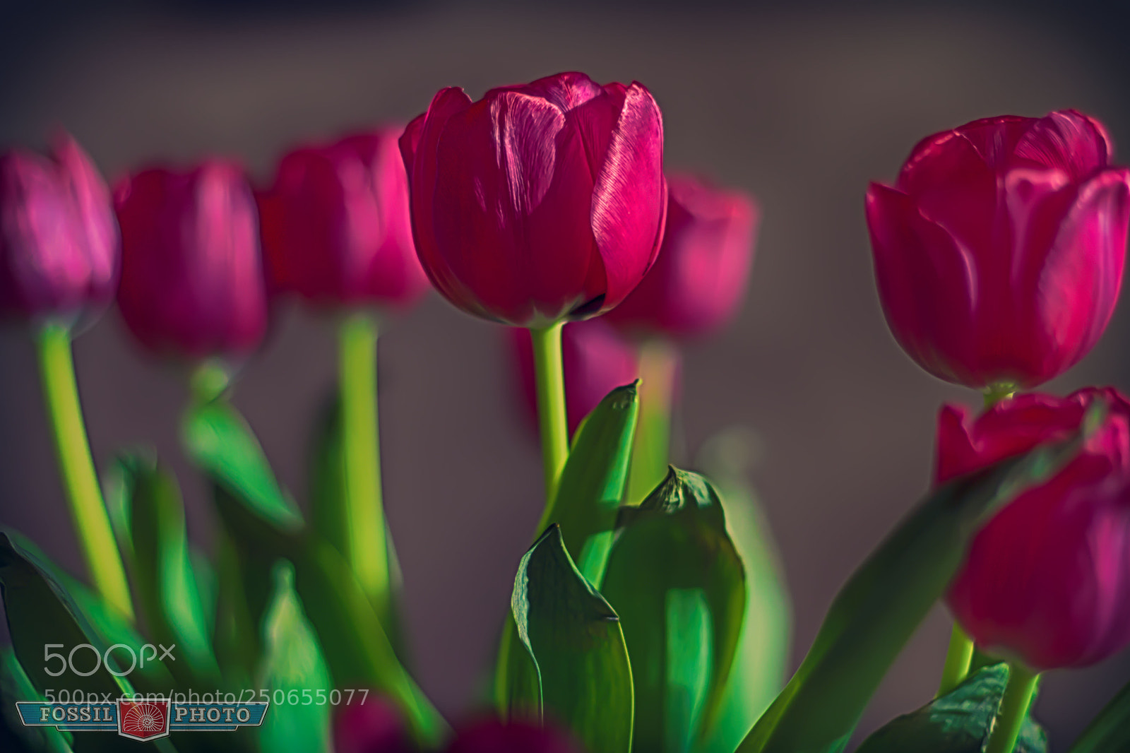 Canon EOS 80D sample photo. Tulips photography