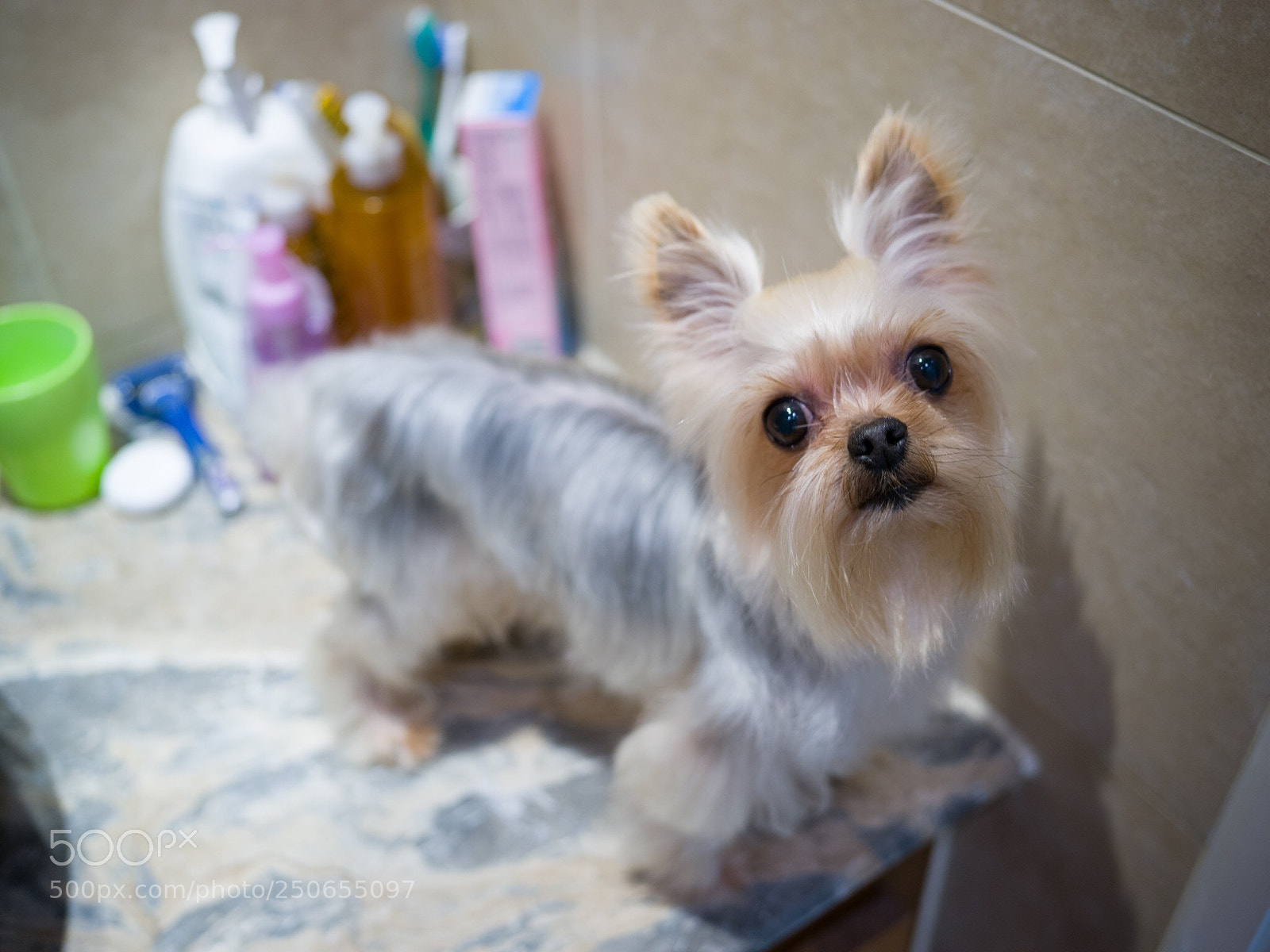 Hasselblad X1D-50c sample photo. Untitled photography