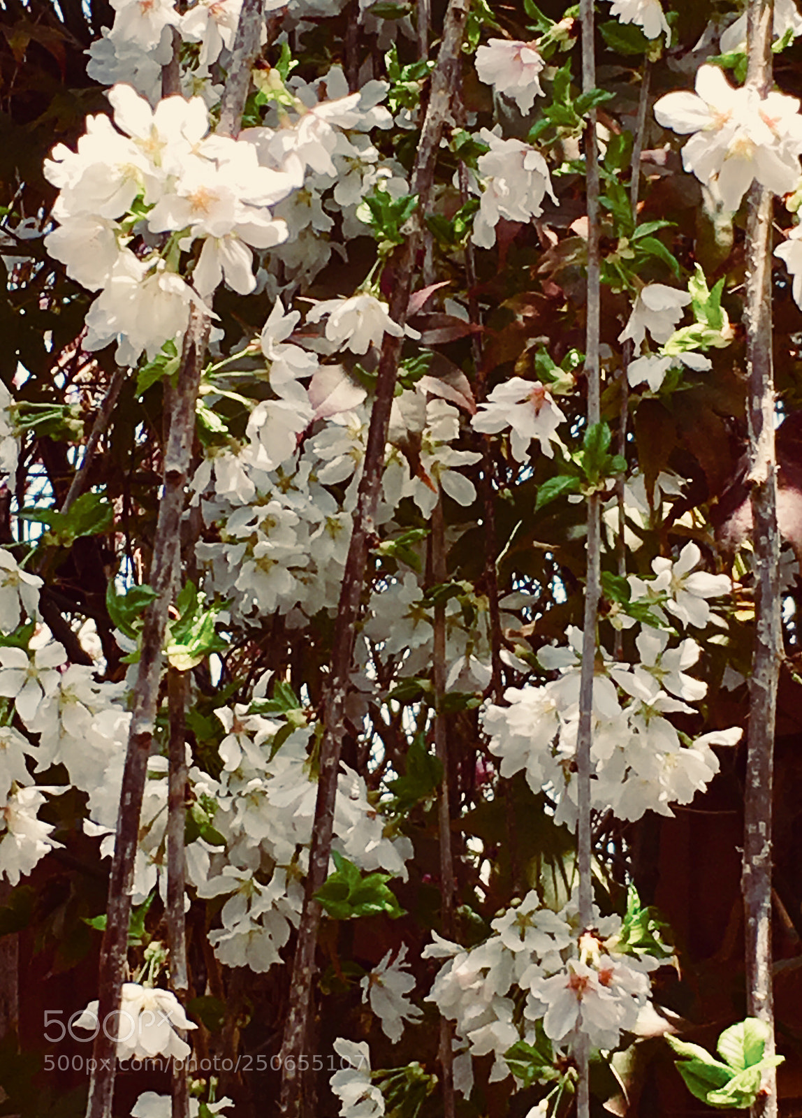 Apple iPhone 6s Plus sample photo. Untitled photography