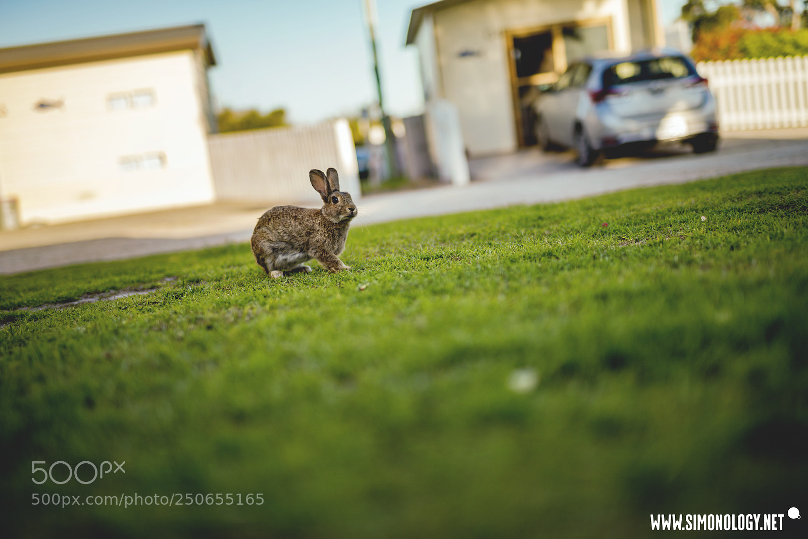Nikon D800E sample photo. Curious easter bunny on photography