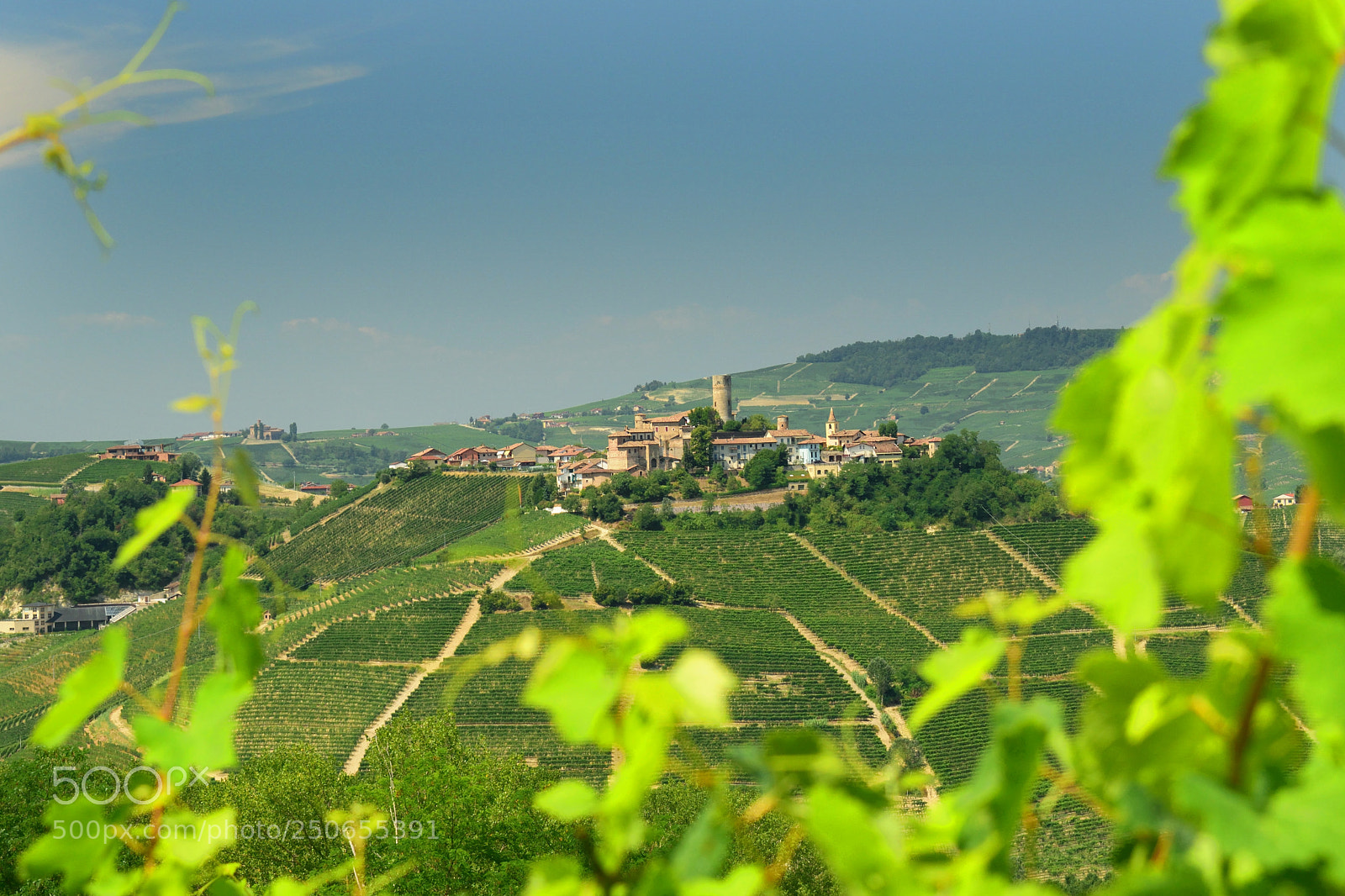 Nikon D3300 sample photo. Langhe - barolo wine photography