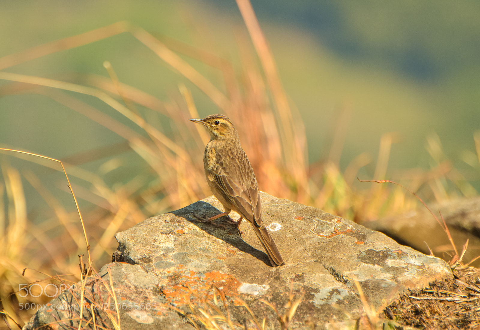 Nikon D7000 sample photo. Nature photography