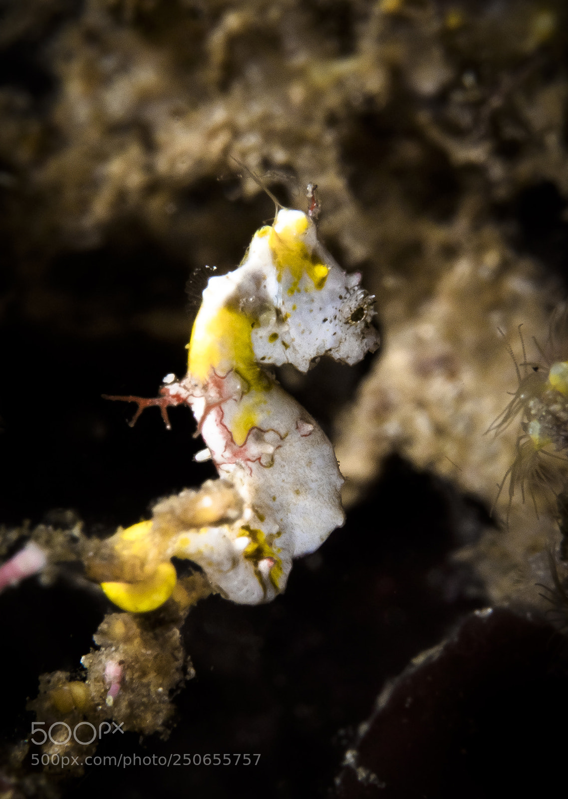 Canon EOS 5D Mark IV sample photo. Pontohi pygmy seahorse photography