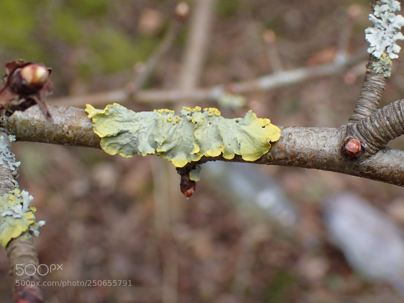 Olympus TG-4 sample photo. Decay and growth photography