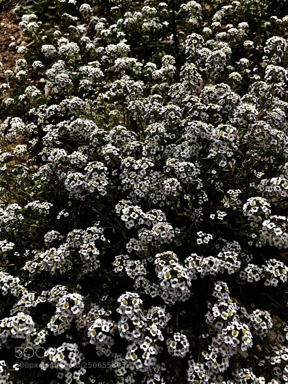 Apple iPad Pro sample photo. 
lobularia  marítima photography