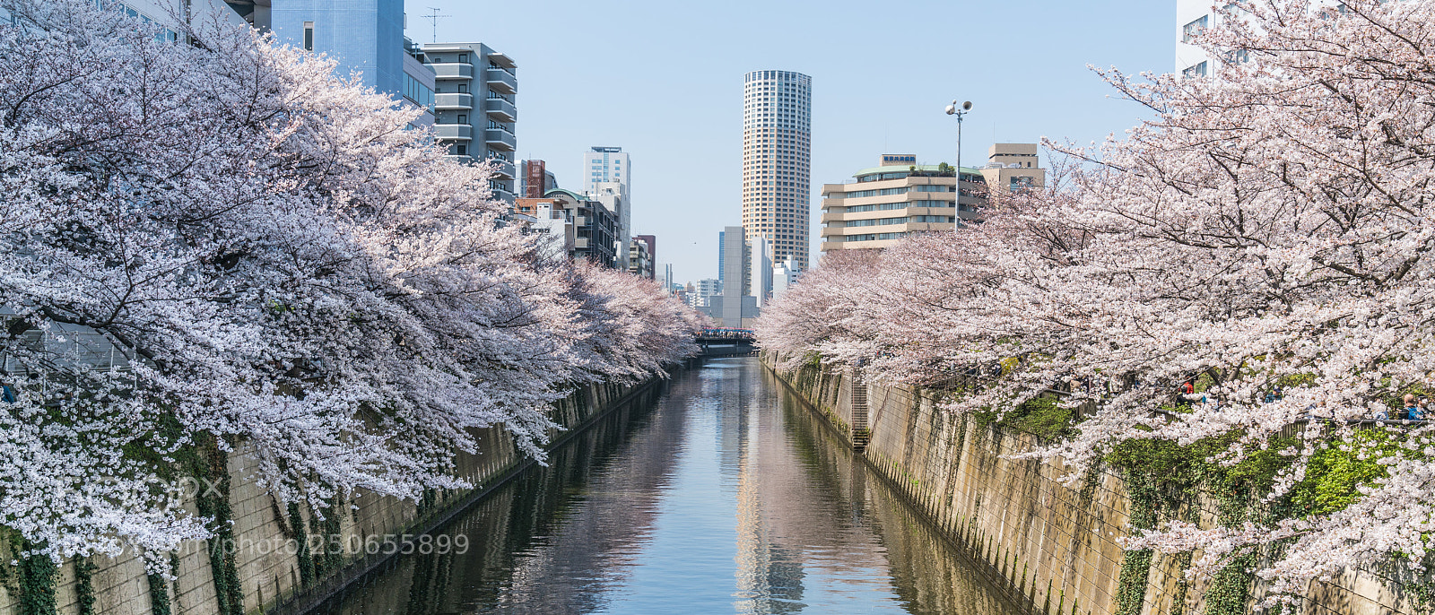 Sony a7R II sample photo. Sakura photography