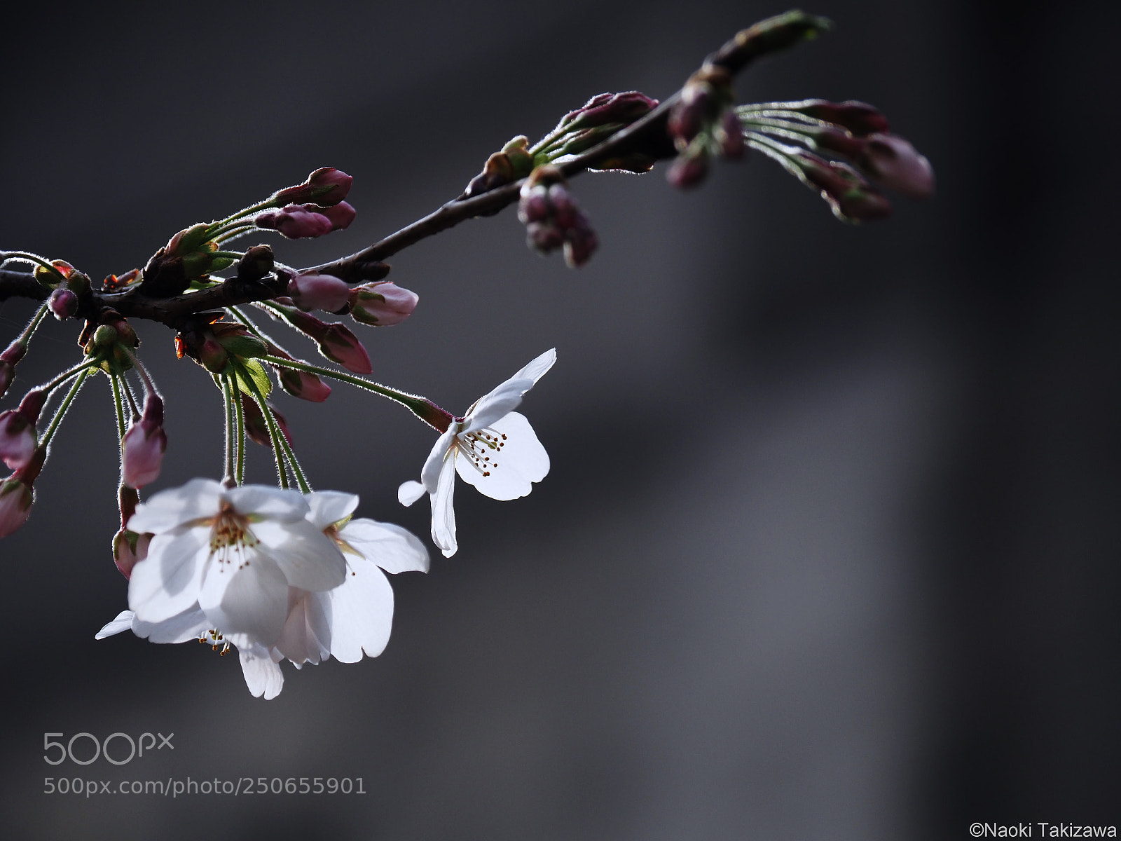 Olympus OM-D E-M1 Mark II sample photo. Just blooming photography