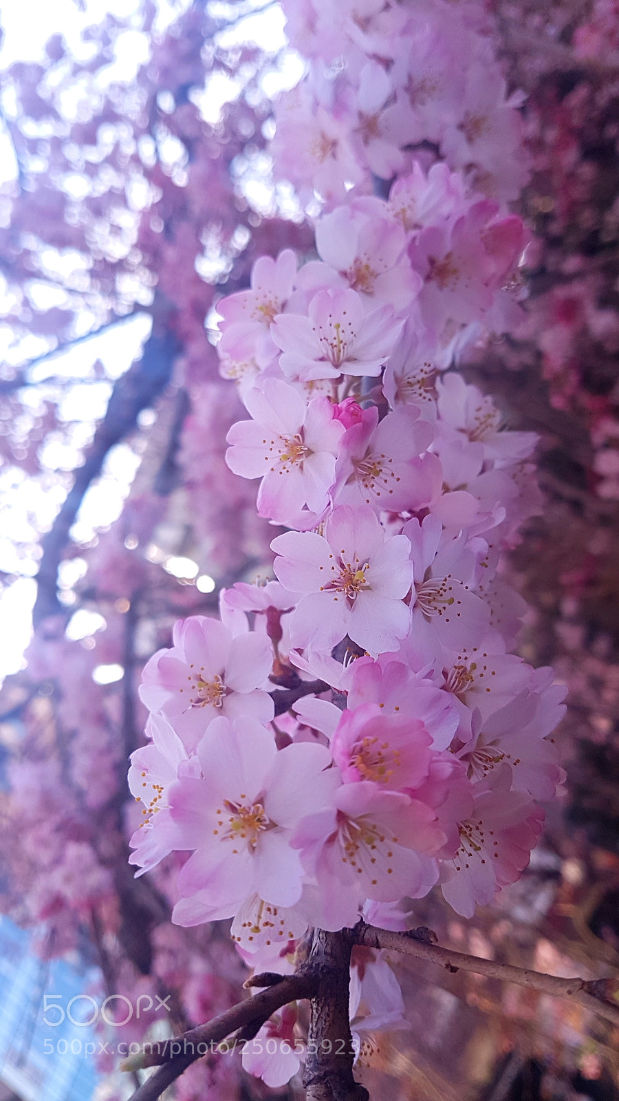 Samsung Galaxy S7 Edge sample photo. Sakura. photography