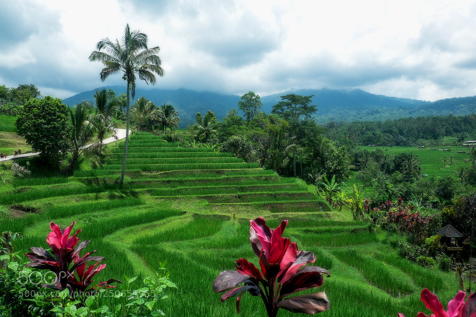 Fujifilm X-T1 sample photo. Jatiluwih rice terraces photography