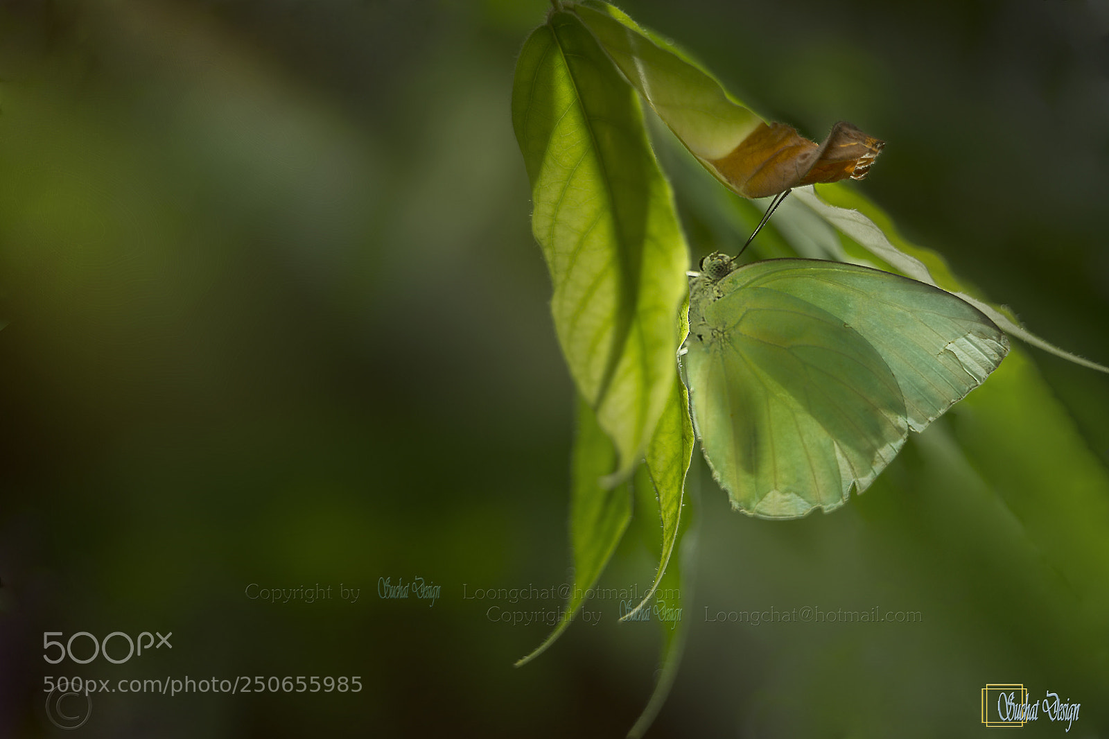 Canon EOS 60D sample photo. Butterfly wings photography