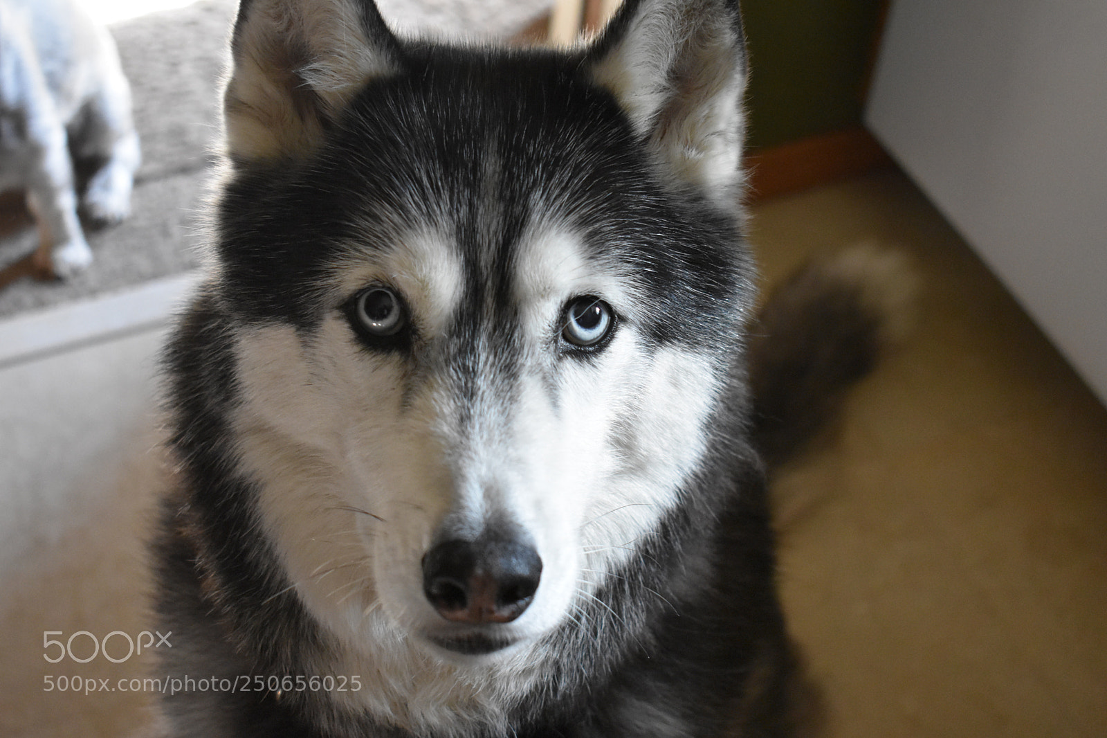Nikon D3400 sample photo. Dogg photography
