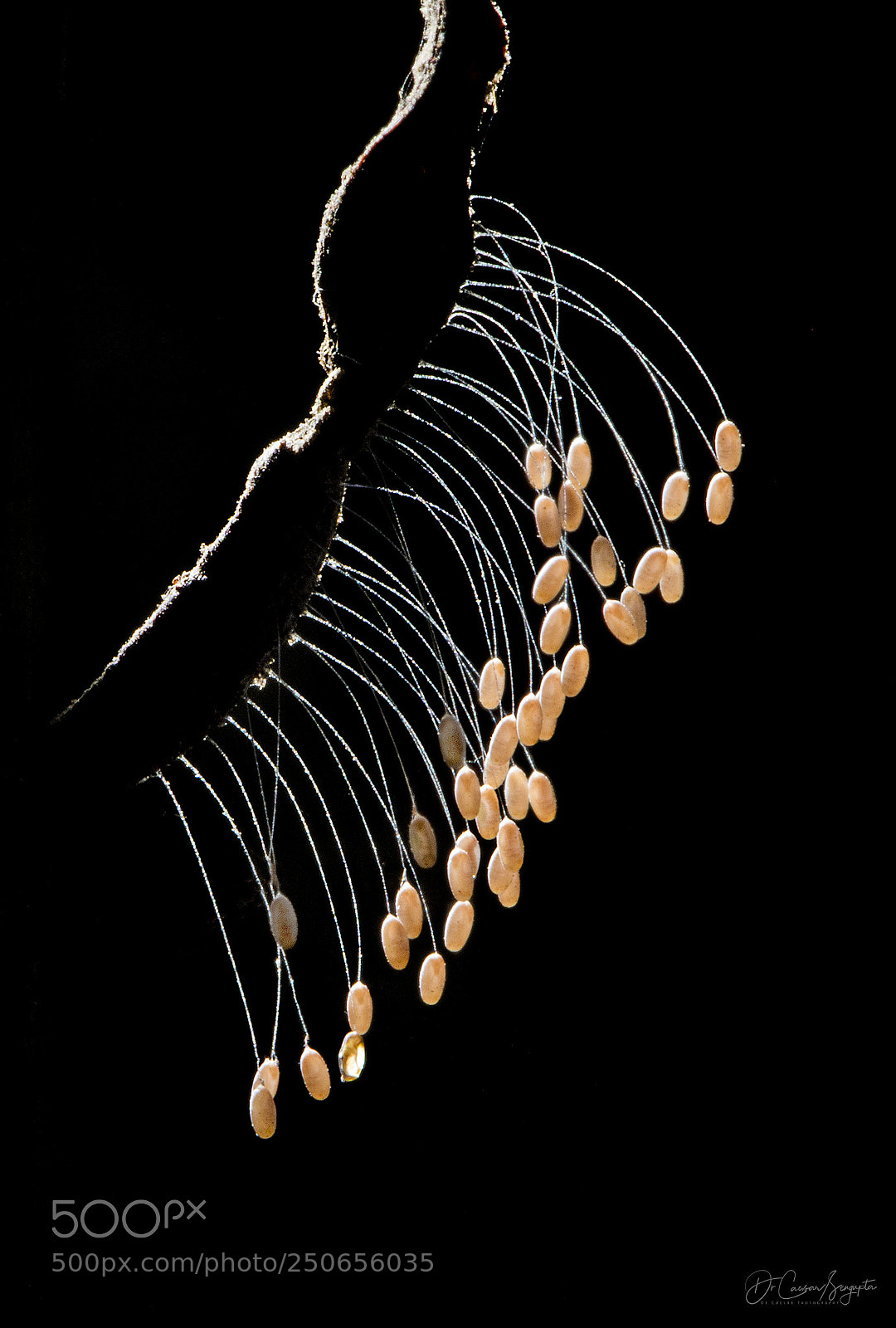 Canon EOS 5D Mark IV sample photo. Lacewing eggs photography