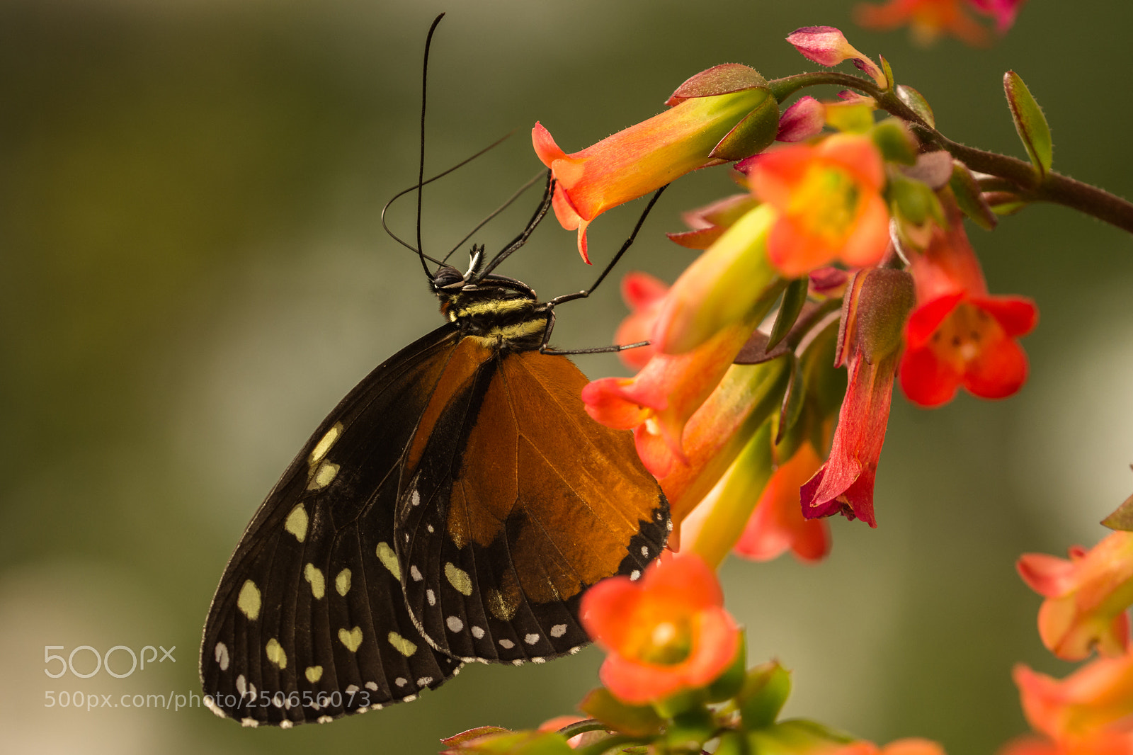 Nikon D7200 sample photo. Tiger longwing photography