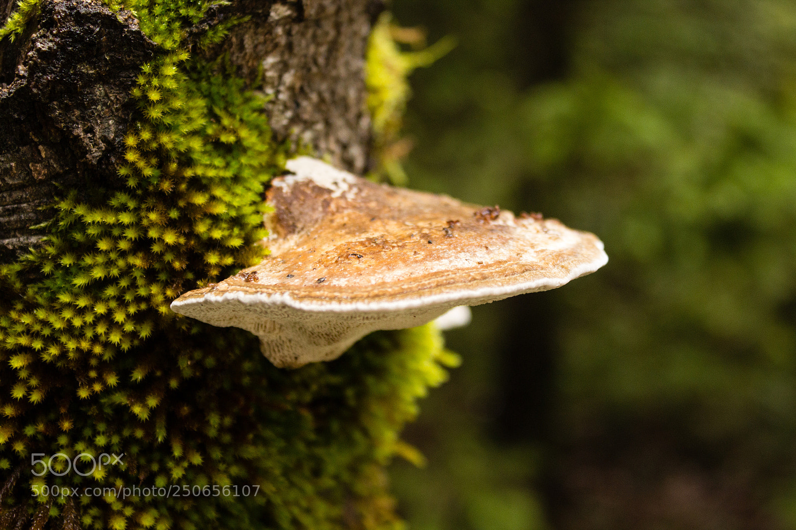 Canon EOS 600D (Rebel EOS T3i / EOS Kiss X5) sample photo. Mushroom photography