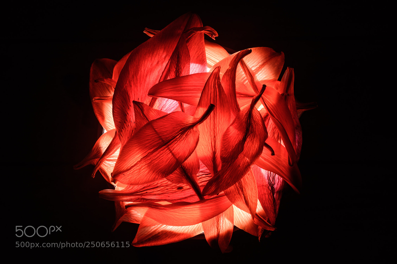 Nikon D5500 sample photo. Lily on fire photography