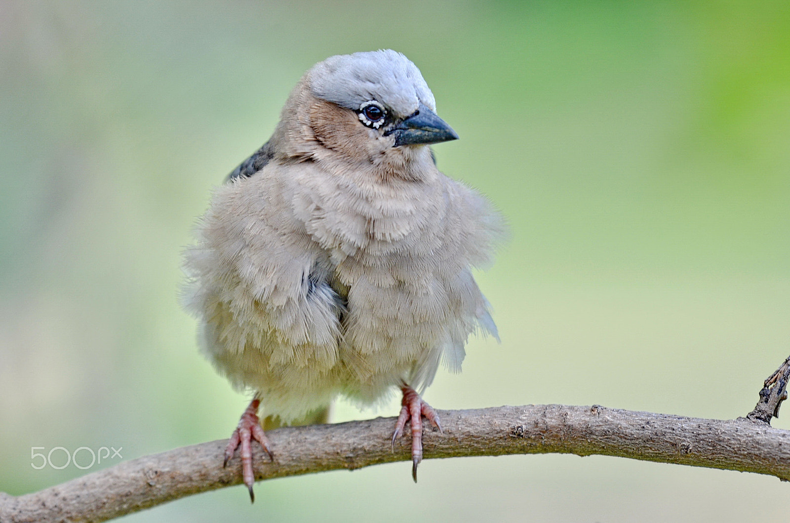 Nikon AF-S Nikkor 200-500mm F5.6E ED VR sample photo. Bird on a branch i photography