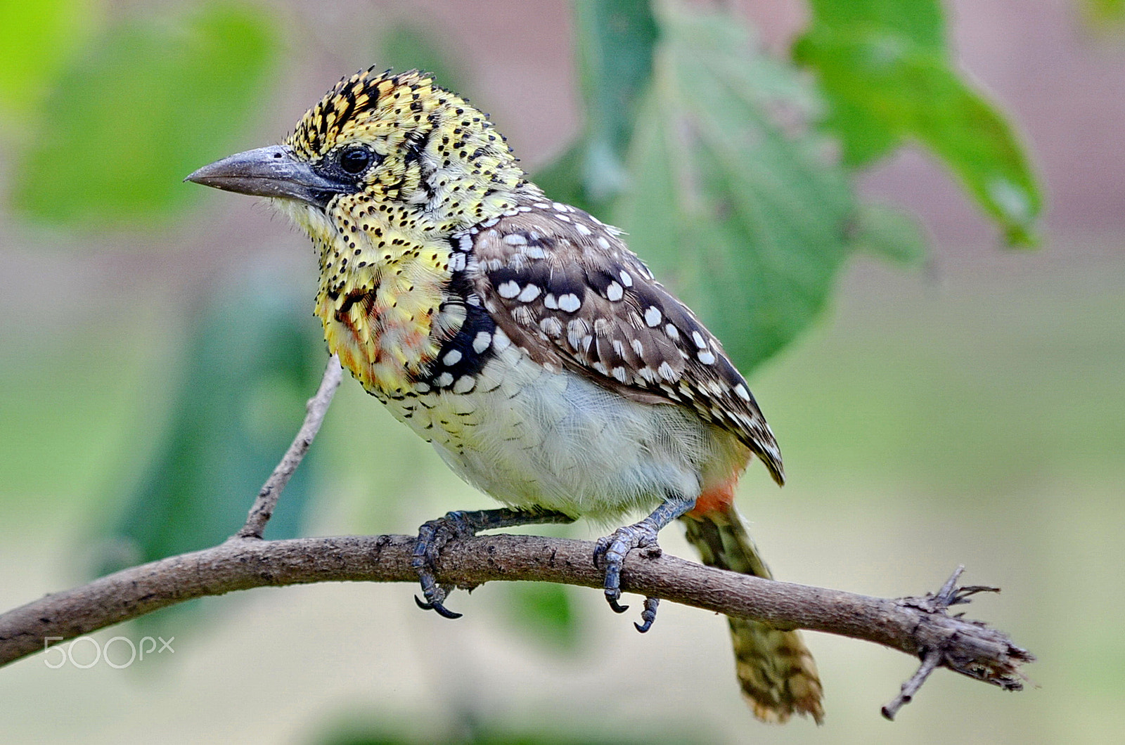 Nikon AF-S Nikkor 200-500mm F5.6E ED VR sample photo. Bird on a branch ii photography