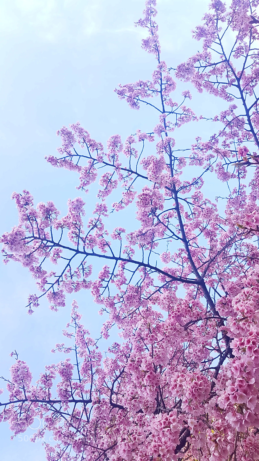 Samsung Galaxy S7 Edge sample photo. Sakura photography