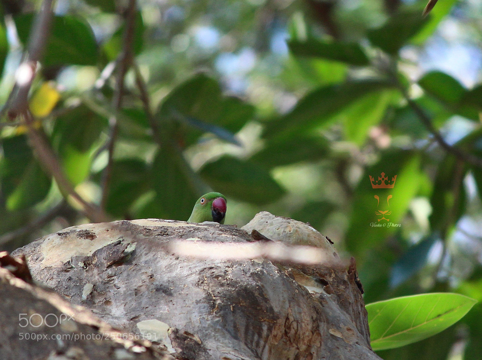 Canon EOS 1300D (EOS Rebel T6 / EOS Kiss X80) sample photo. Playing with parrot photography
