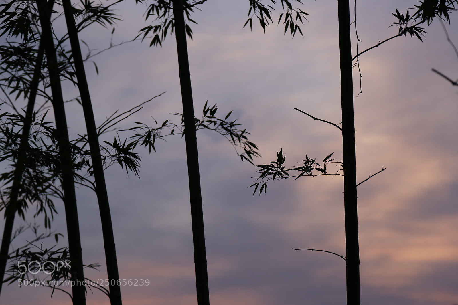 Canon EOS 6D + Canon EF 24-105mm F4L IS USM sample photo. Baaaaamboooooo photography