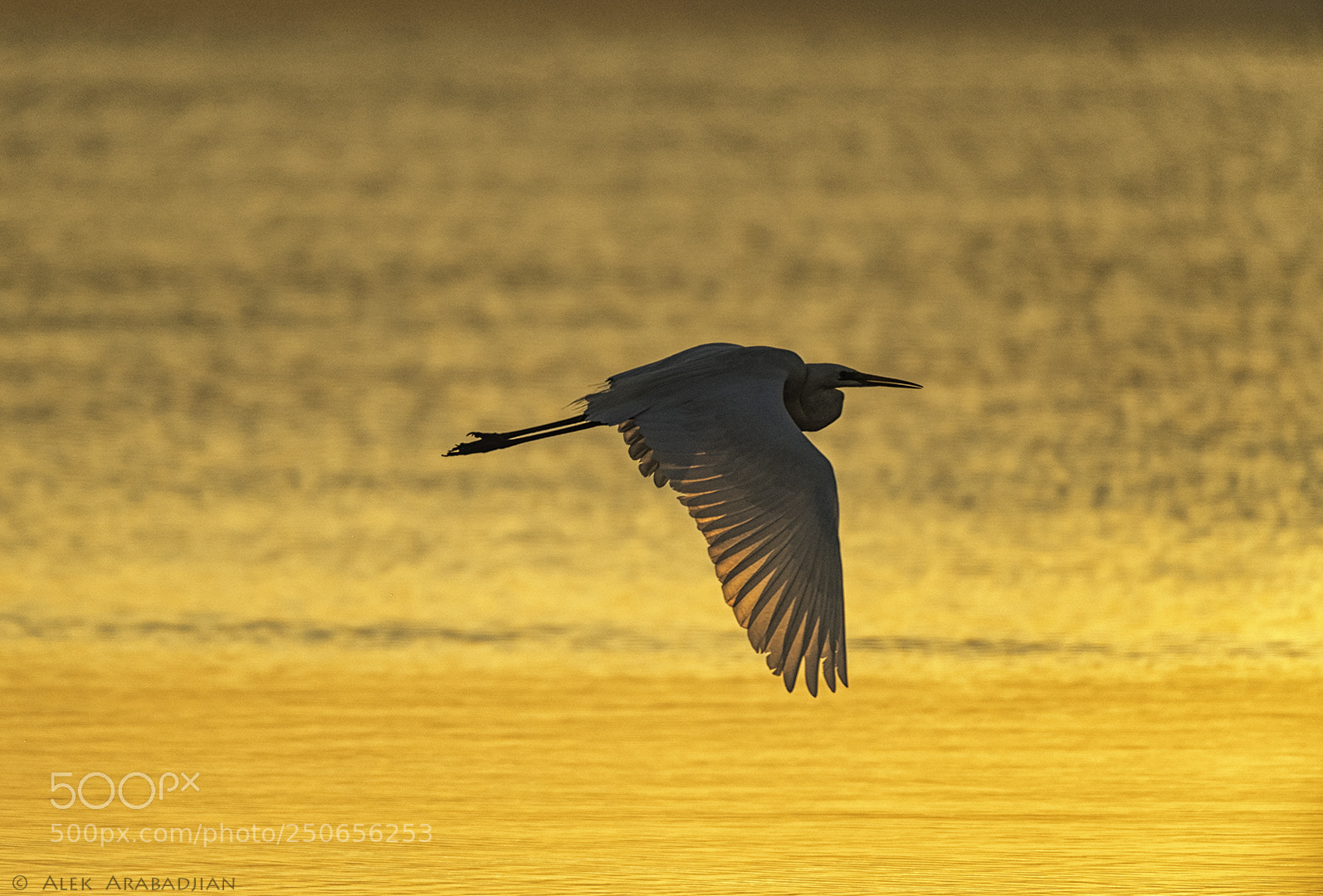 Nikon D5 sample photo. Flight in the sunrise photography