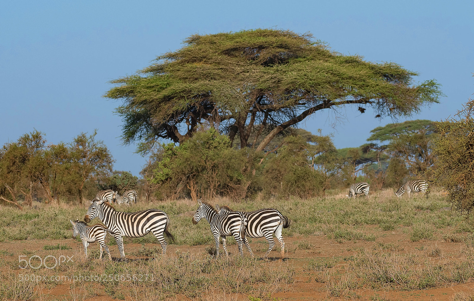 Nikon D500 sample photo. Amboseli landscape photography