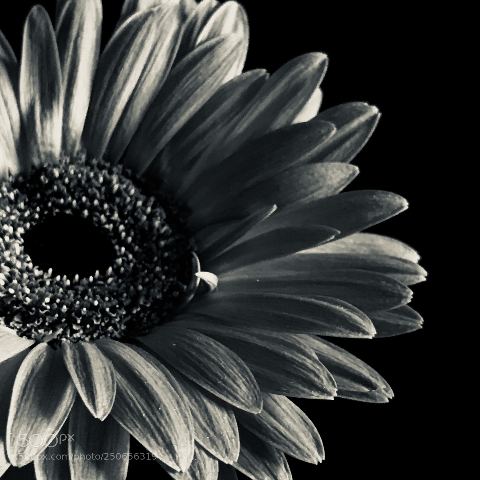 Apple iPhone 7 Plus sample photo. Gerbera in silvertone photography
