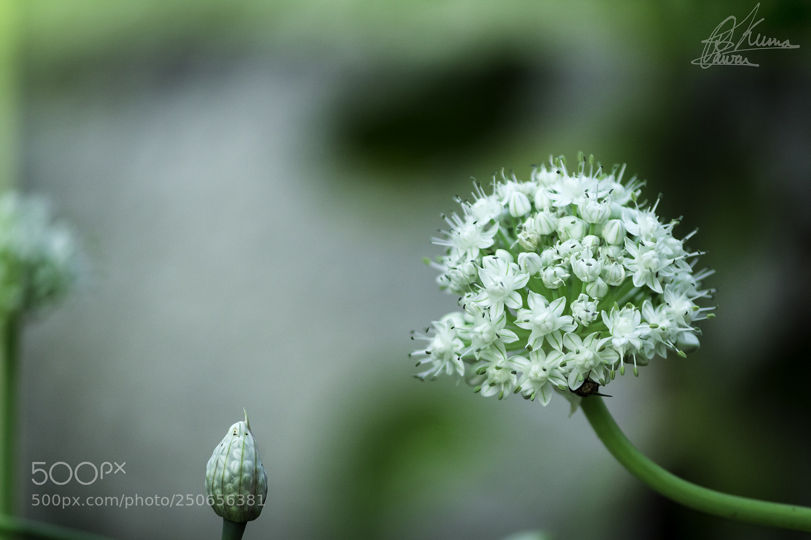 Canon EOS 700D (EOS Rebel T5i / EOS Kiss X7i) sample photo. Onion bloom photography