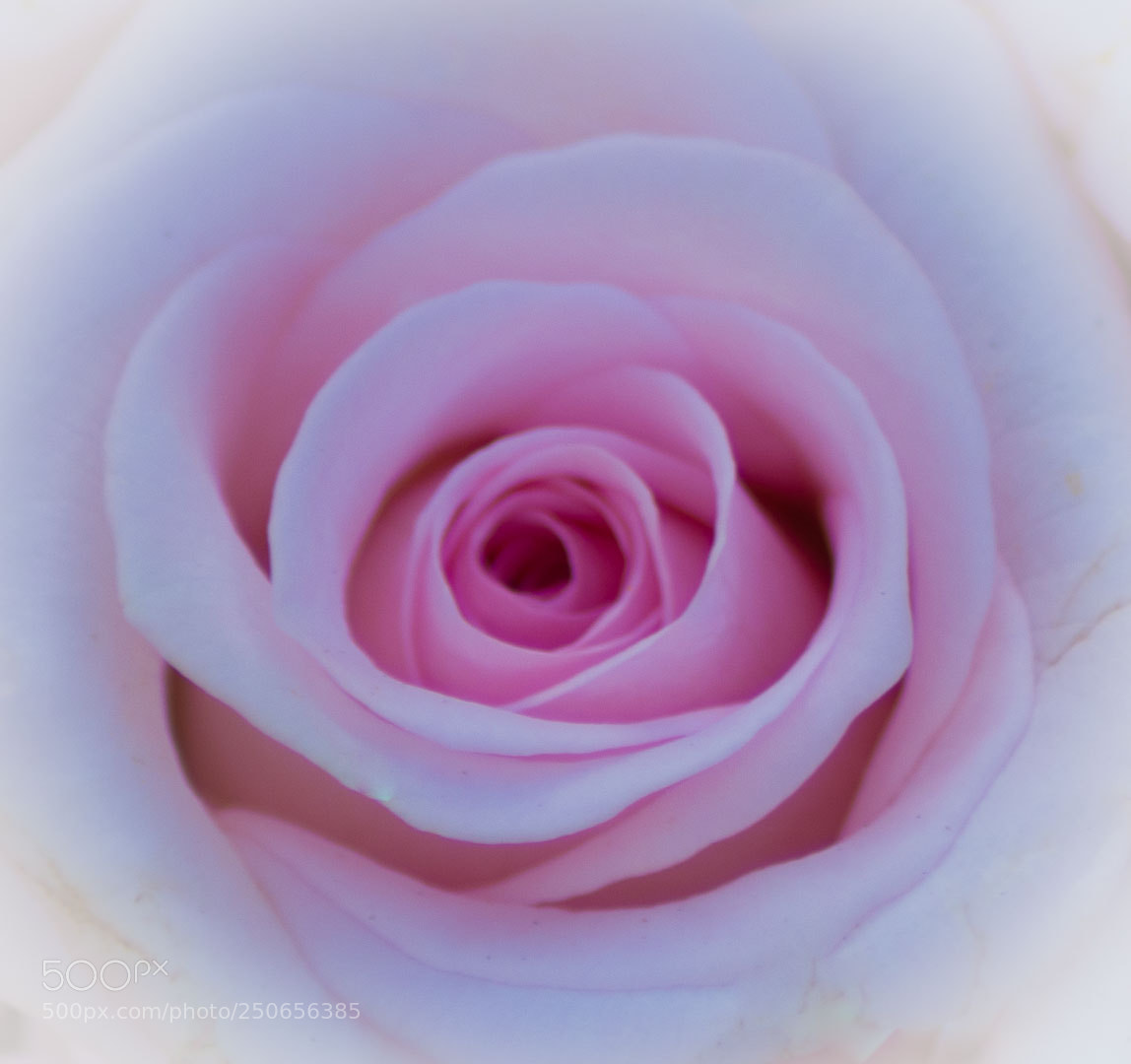 Nikon D5200 sample photo. Untitled photography