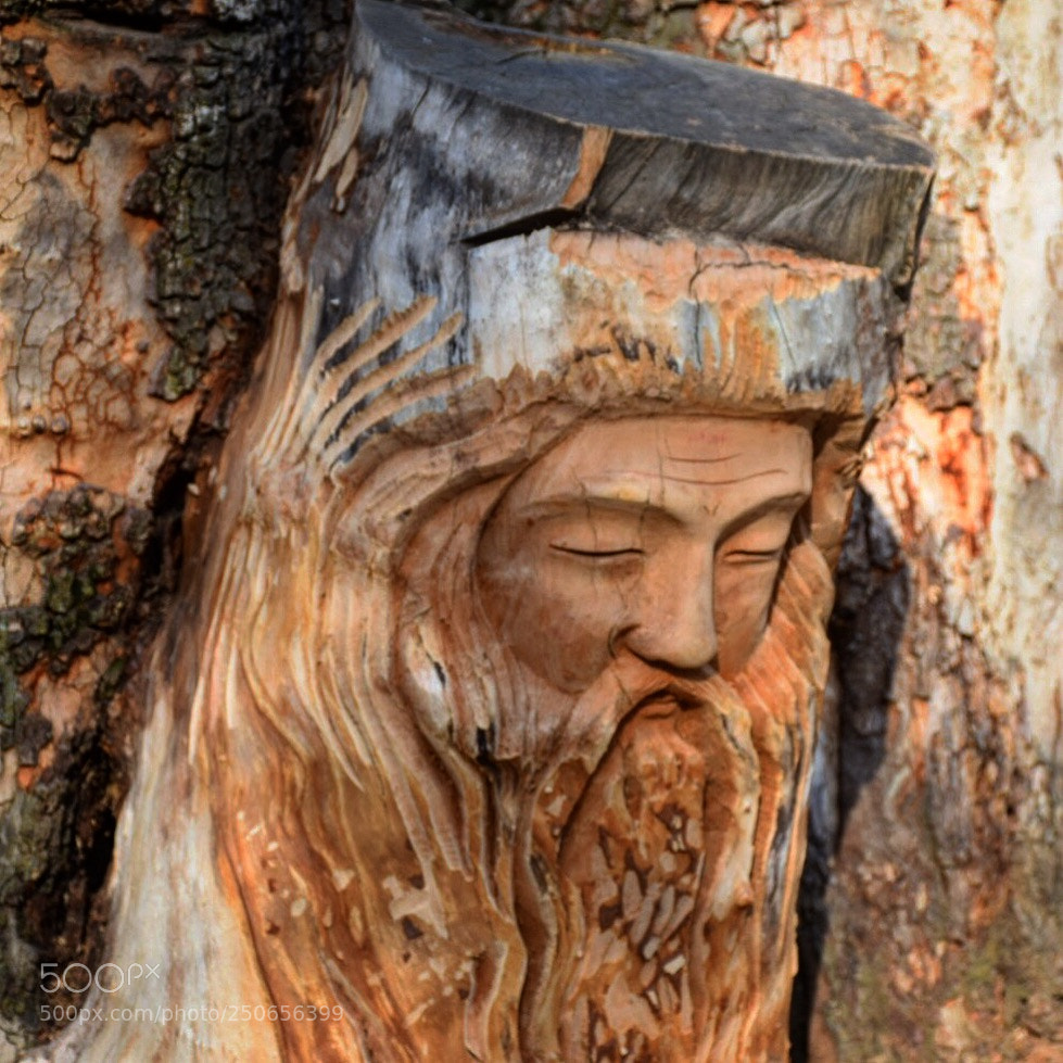 Nikon D5300 sample photo. Tree face photography