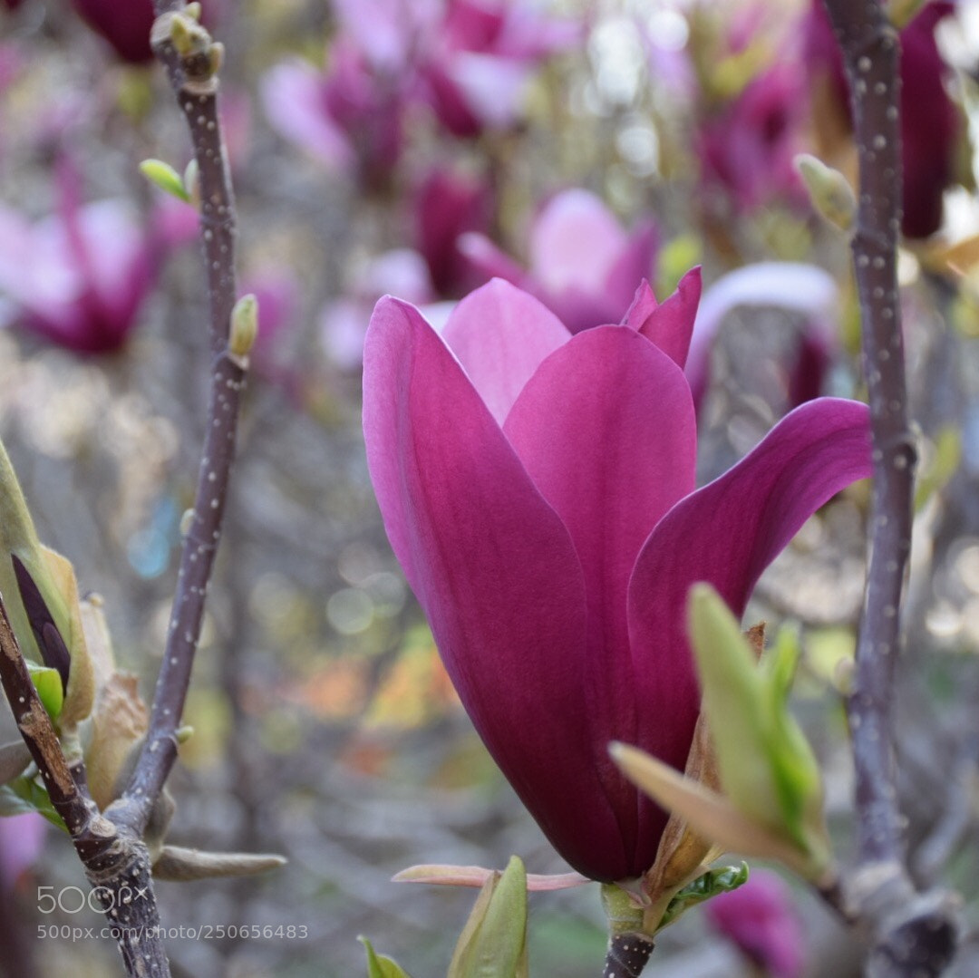 Nikon D5300 sample photo. Magnolia photography