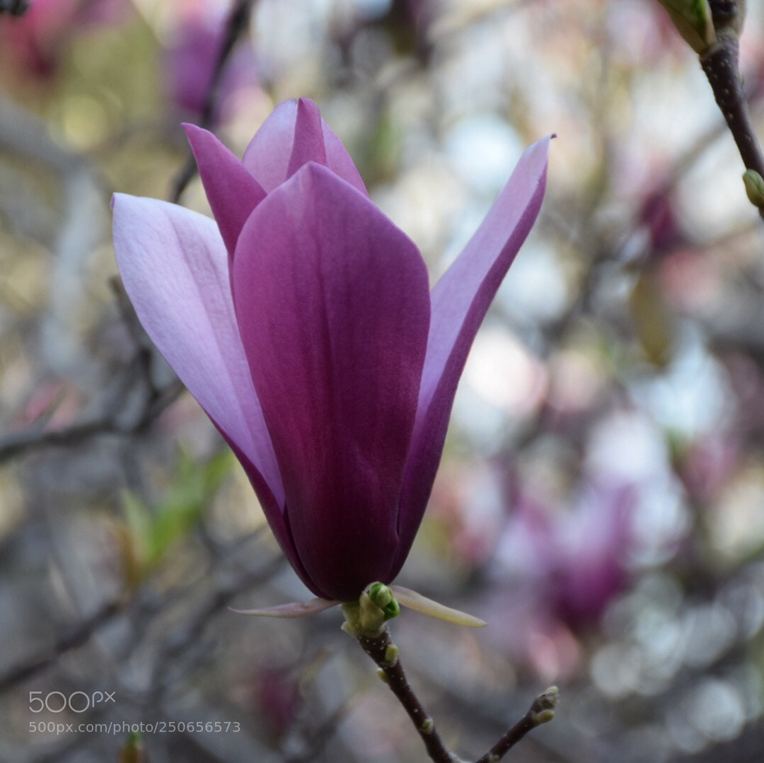 Nikon D5300 sample photo. Magnolia photography