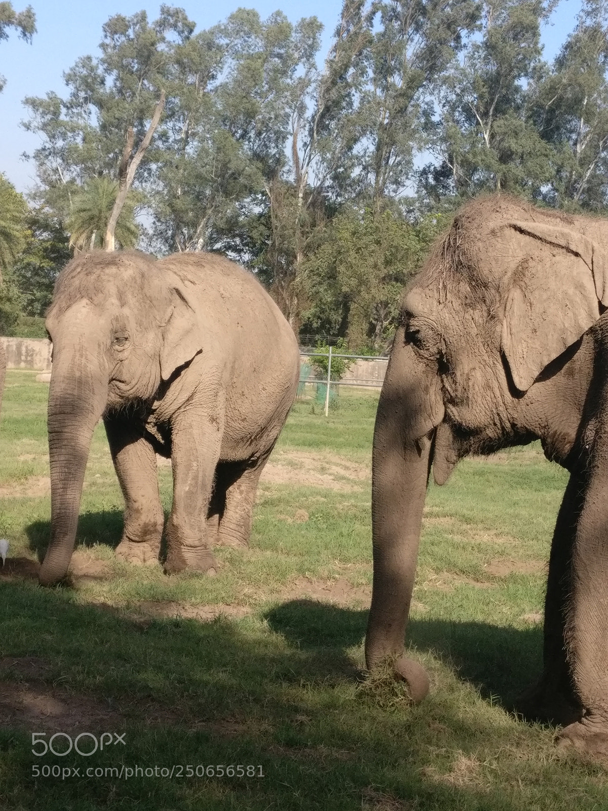 OnePlus A3003 sample photo. At zoo photography