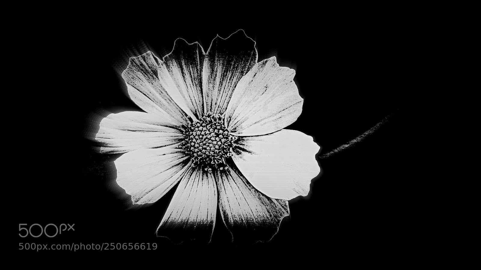 Panasonic Lumix DMC-FZ200 sample photo. Anemone. photography