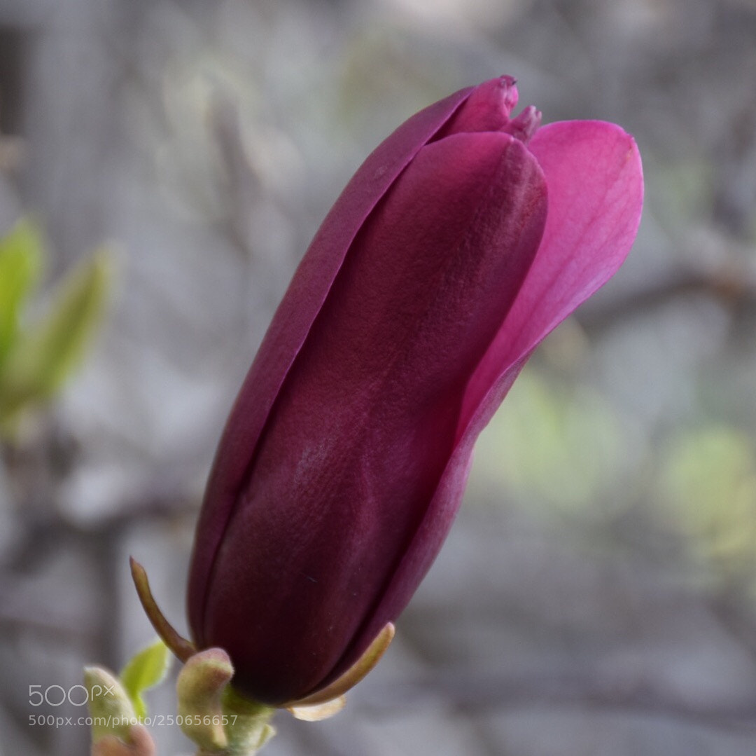 Nikon D5300 sample photo. Magnolia photography
