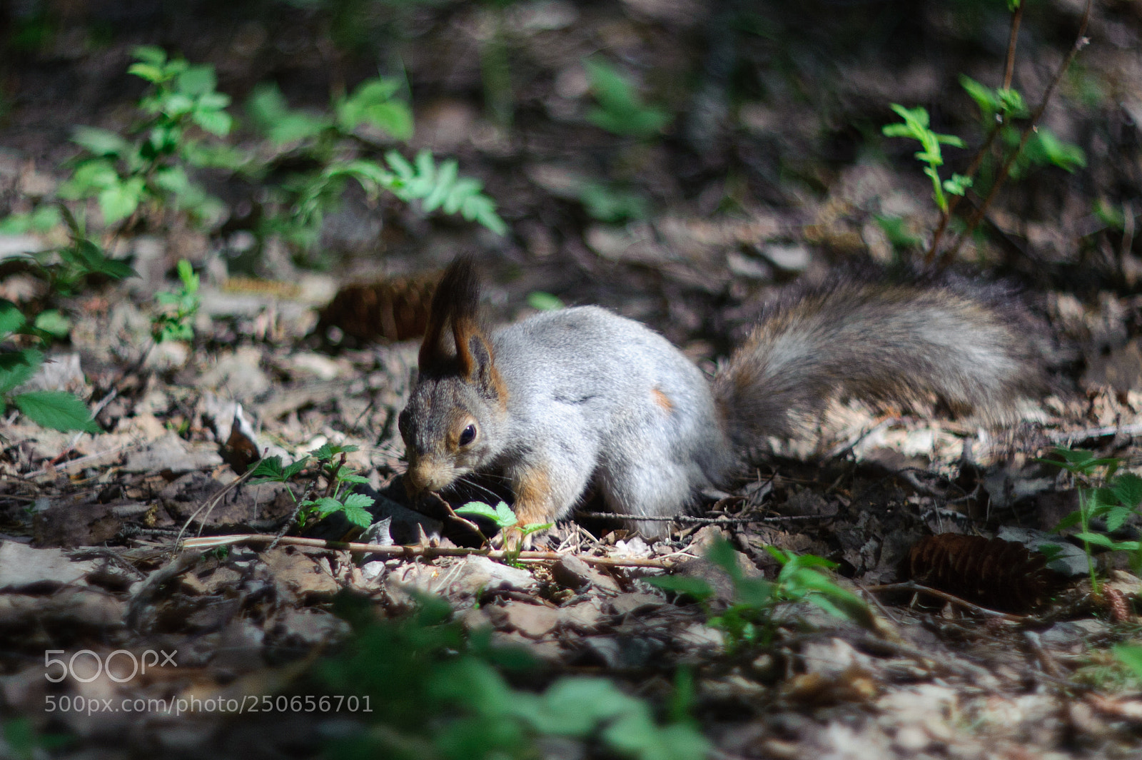 Nikon D700 sample photo. Белки Балатовского парка на Гелиос-40 photography