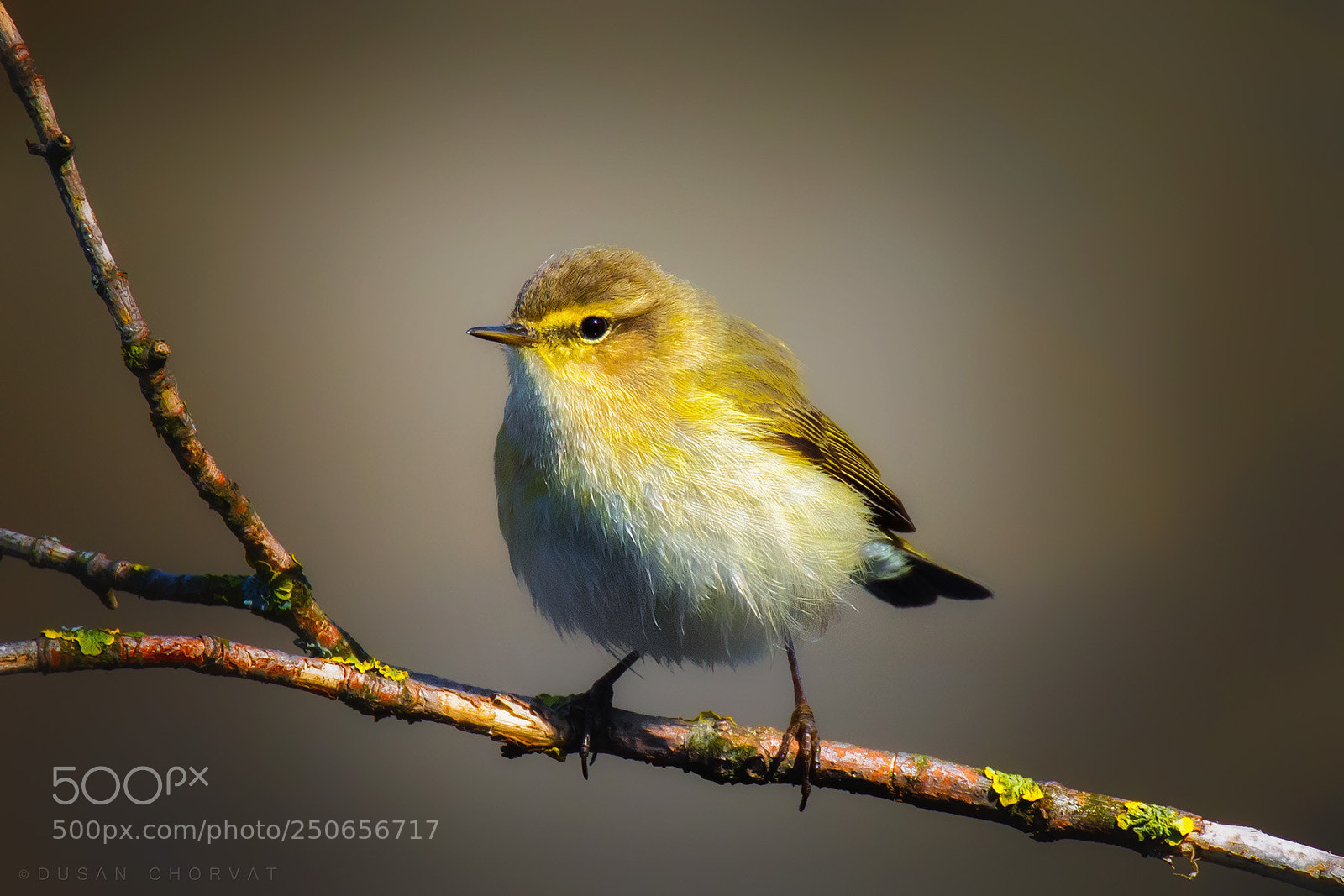 Canon EOS 7D Mark II sample photo. Warbler photography