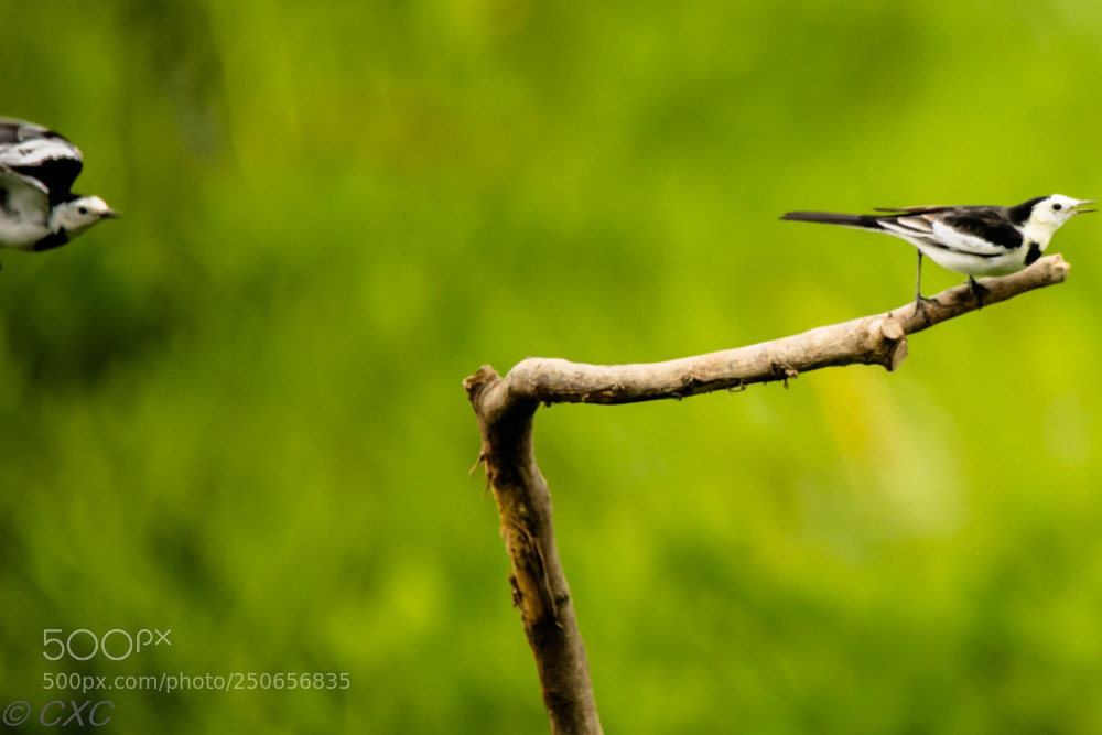 Canon EOS 5D Mark IV sample photo. Birds - 5 photography