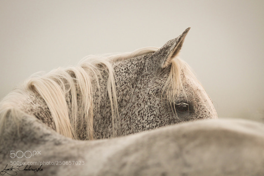 Canon EOS 7D sample photo. Arabian photography