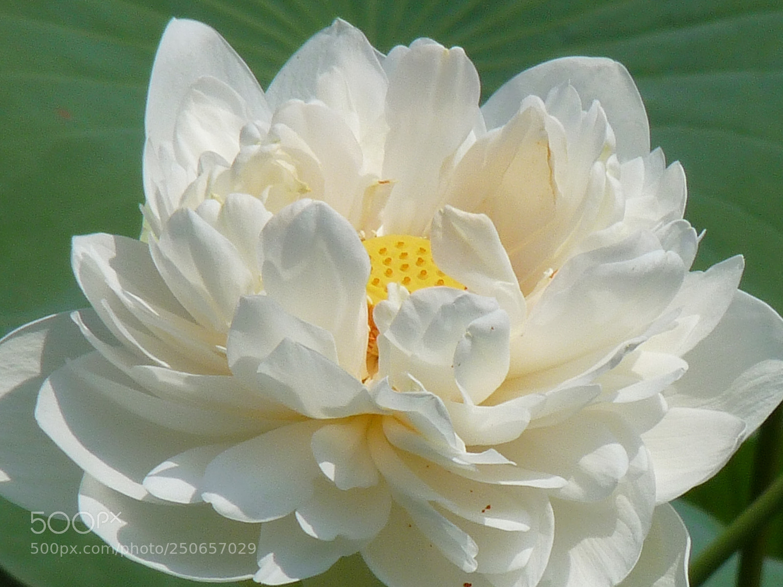 Panasonic Lumix DMC-FZ28 sample photo. Lotusflower photography