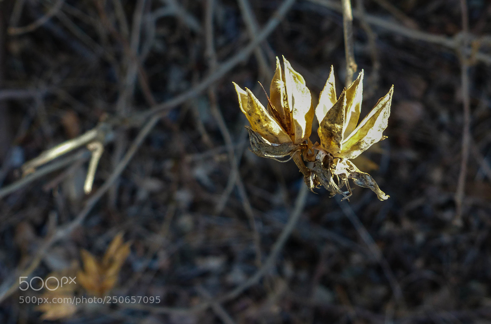 Panasonic Lumix DMC-FZ200 sample photo. Remainder photography