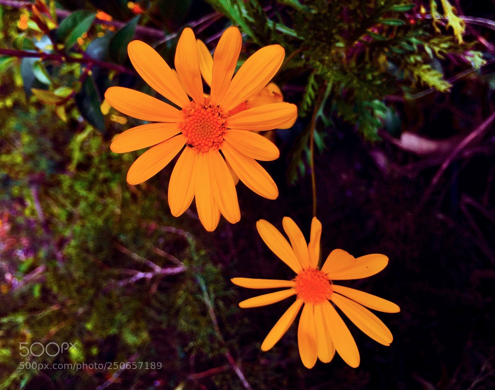 Apple iPhone 6s Plus sample photo. Flores photography